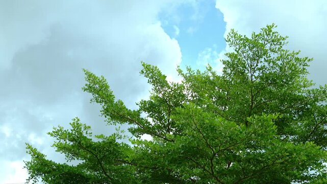 4k slow motion video of trees swaying in the wind and blue sky in the background