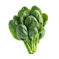 Obraz premium Fresh green spinach bunch with water droplets on transparent background