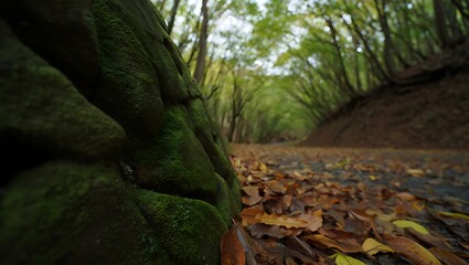 Enchanting autumn forest path with moss covered trees and leaves
