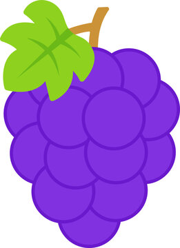 vector illustration of fresh grapes
