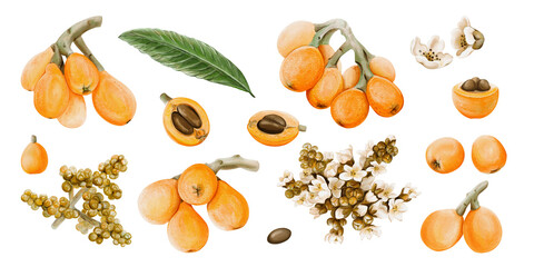 A set of medlars. Exotic fruits. Orange round fruits with leaves and small flowers. Watercolor illustration. Hand-drawn.