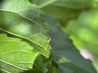 Small, slender spider with a yellow and black abdomen clinging to the ruffled edge of a large, veiny green leaf.