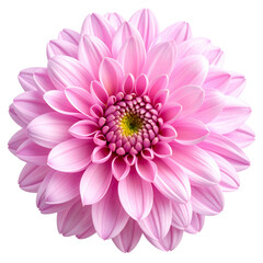 Fototapeta premium Pink dahlia flower isolated on white background, a single beautiful summer blossom closeup