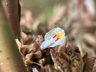 The white and red-striped flower of Amomum compactum (Java Cardamom) emerging from dry bracts near the rhizome. Spice plant detail.
