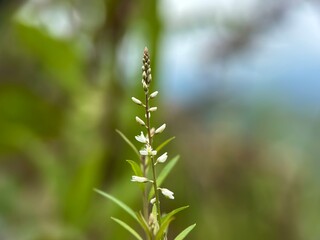 A tall, slender spike of small white flowers and buds, likely Polygala paniculata (milkwort), against a soft, bright background.