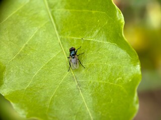 Close-up macro shot of a small iridescent green and blue fly resting on a vibrant green leaf, showcasing natural wildlife and detail.