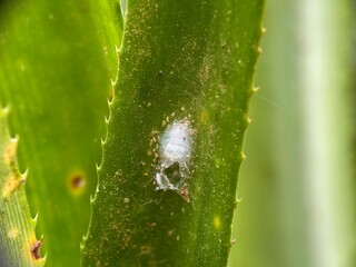 Macro detail of an insect's small, silken white pupa or egg sac nestled in the spine grooves of a...