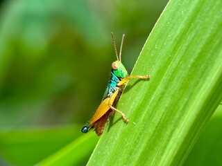Vibrant macro profile of a bright green and yellow-orange grasshopper nymph clinging vertically to a wide green leaf.
