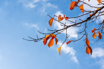 Minimalist shot of vibrant orange leaves remaining on a bare cherry tree branch, creating a strong contrast with the bright blue sky.