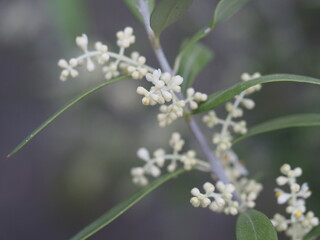 オリーブの花