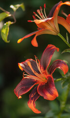 Asiatic Lily Forever Susan, Two Flowers Close-up