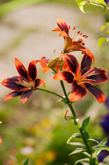 Asiatic Lily Forever Susan Flower Trio