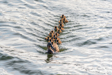 A family of ducks, a duck and its little ducklings are swimming in the water. The duck takes care of its newborn ducklings. Mallard, lat. Anas platyrhynchos