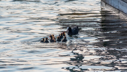 Eurasian Coot with Chicks Swimming on Lake