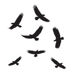 Obraz premium Graceful silhouettes of soaring birds captured in various dynamic flying positions on clean white background