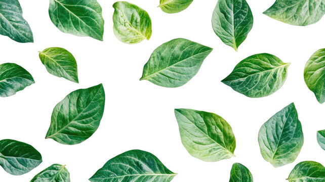 Fresh culantro leaves falling in scattered arrangement showing vibrant green color and detailed serrated herbal texture captured clearly isolated on white background
