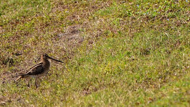Wilson's snipe bobbing while walking up a hill