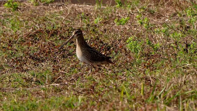 Wilson's snipe bobbing up and down