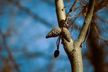 Pine cones hanging on a tree branch in winter