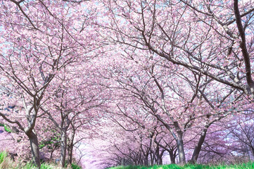 Naklejka premium 河津桜の桜並木