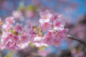 青空と河津桜