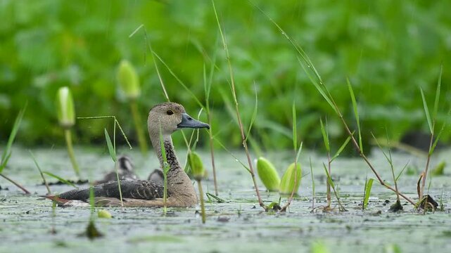Mother duck and her chicks swimming in rainy wetland waters, exemplifying wildlife parenting.
