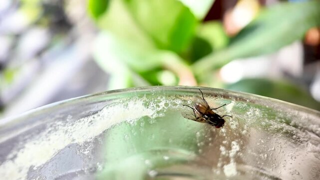 Macro shot of a fruit fly resting on the rim of a glass with a green plant in the background.