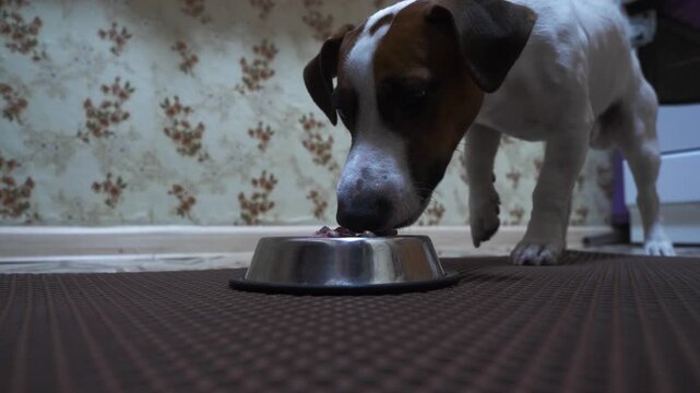 A furry dog enjoys a meal in a cozy home setting. The playful pet is happily eating from a bowl on a patterned rug.