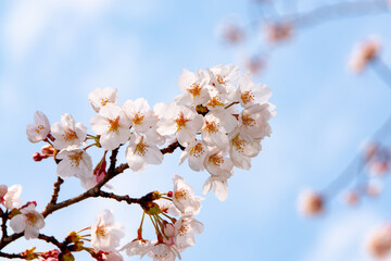 青空に映える満開の桜の花