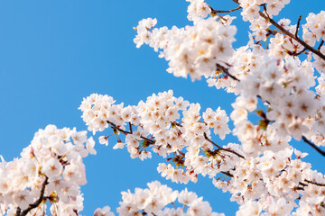 青空に映える満開の桜の花