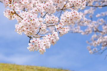 青空に映える満開の桜の花