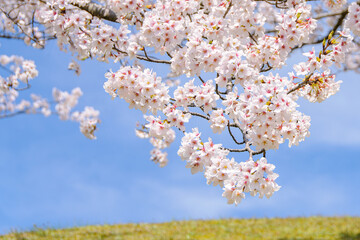 青空に映える満開の桜の花