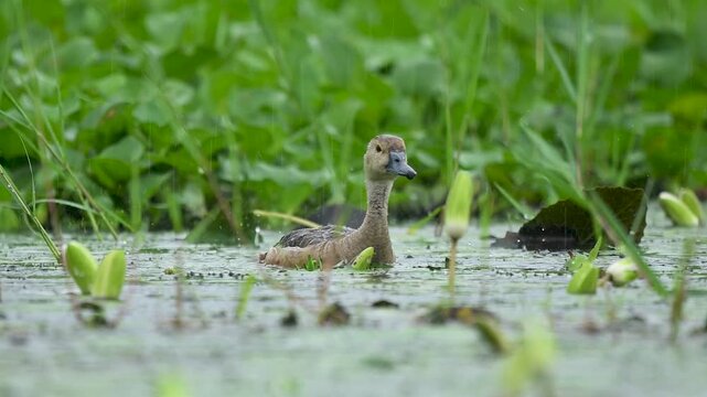 A mother Lesser Whistling Duck guides her ducklings through a rainy wetland