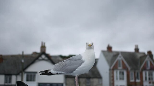 A seagull standing on a post in Padstow Cornwall UK with its gaze fixed ahead and traditional stone houses softly blurred in the overcast background