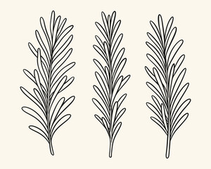 Hand drawn rosemary herb branch illustration set