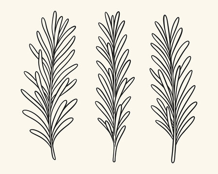 Hand drawn rosemary herb branch illustration set