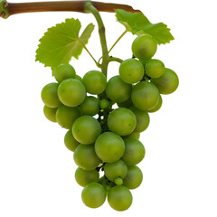 Cluster of Green Grapes on Vine with Leaves Fresh and Unripe Ready for Harvest Isolated on Black Background