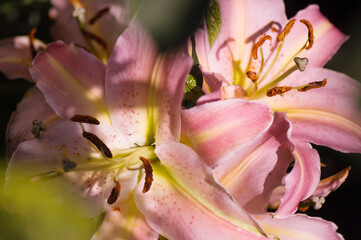 Pink Oriental Lily Spring Romance