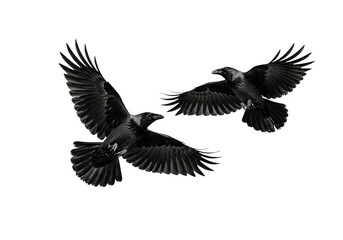 Naklejka premium Two ravens flying, birds in flight, dark feathered creatures, wildlife, nature photography, raven silhouette, vector illustration, png image isolated on transparent background