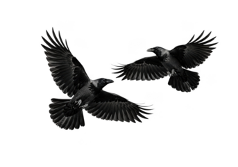Two ravens flying, birds in flight, dark feathered creatures, wildlife, nature photography, raven silhouette, vector illustration, png image isolated on transparent background