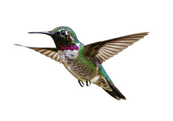 Fototapeta premium Flying hummingbird ruby throated archilochus colubris bird wildlife nature animal photography image stock isolated on transparent background