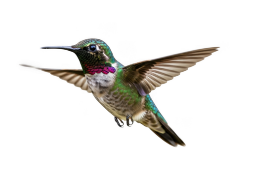 Flying hummingbird ruby throated archilochus colubris bird wildlife nature animal photography image stock isolated on transparent background - Powered by Adobe