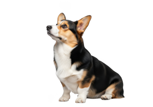 Adorable tri-color corgi dog sitting looking upward cutout png image for graphic design and digital projects isolated on transparent background