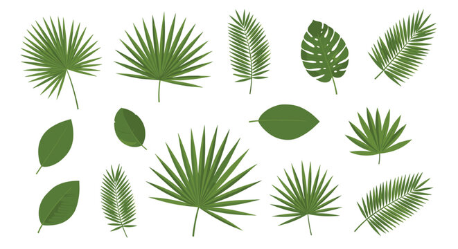 A vibrant collection of diverse green tropical leaves, including various palm fronds and monstera, isolated on a white background for design elements.