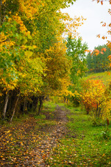Naklejka premium A muddy dirt path covered in fallen leaves winds through a dense forest with trees displaying bright yellow and green autumn colors