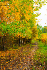 Naklejka premium A muddy dirt path covered in fallen leaves winds through a dense forest with trees displaying bright yellow and green autumn colors
