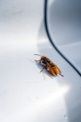 Extreme close up of a yellow and black hornet or large wasp resting on a smooth, brightly lit, white and reflective surface