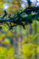 Close-up of a dark green conifer branch with water drops, set against a soft, out-of-focus background of yellow and green autumn foliage