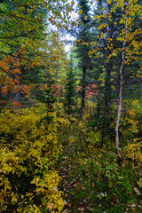 A view deep into the autumn forest, showing a mix of tall green conifer trees, white birch trunks, and vibrant yellow foliage from undergrowth and deciduous trees.