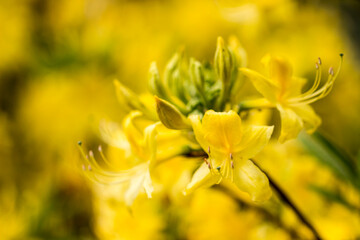 the birch bark is beautiful yellow. bright flowers. close-up. natural lighting